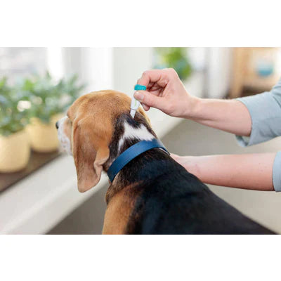 Bravecto Transdermal para Cães de 4,5 a 10 Kg - 250 mg - 2 Unidades