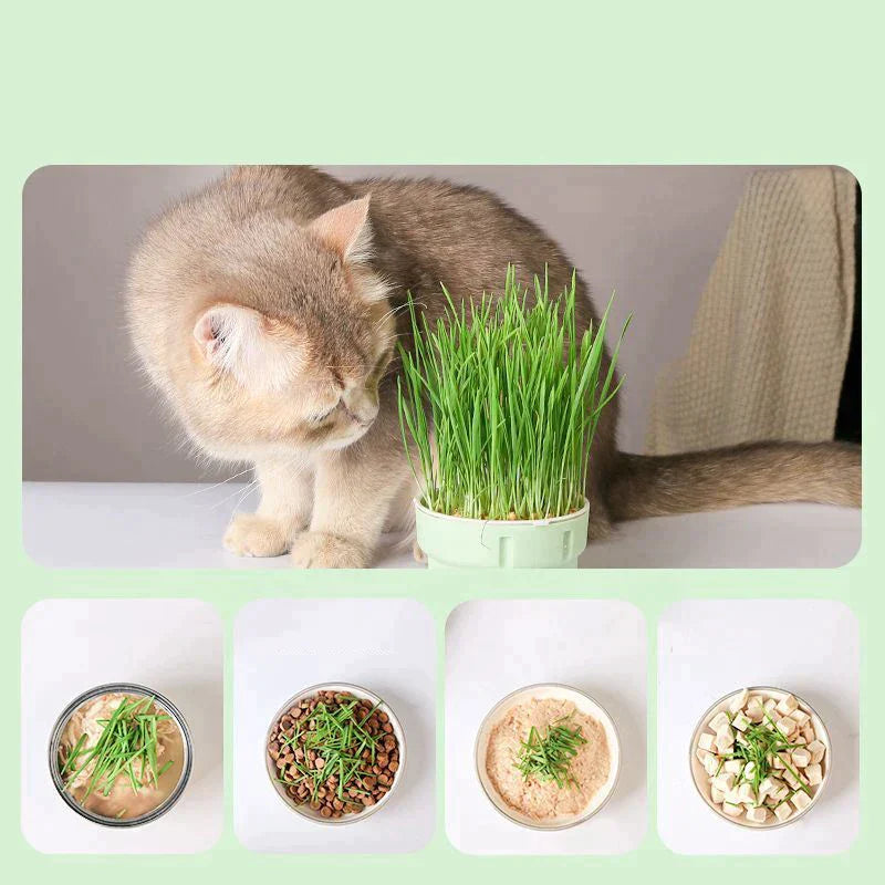 Pote Hidropônico de Grama para Gatos - Cat Grass