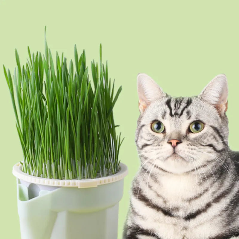 Pote Hidropônico de Grama para Gatos - Cat Grass