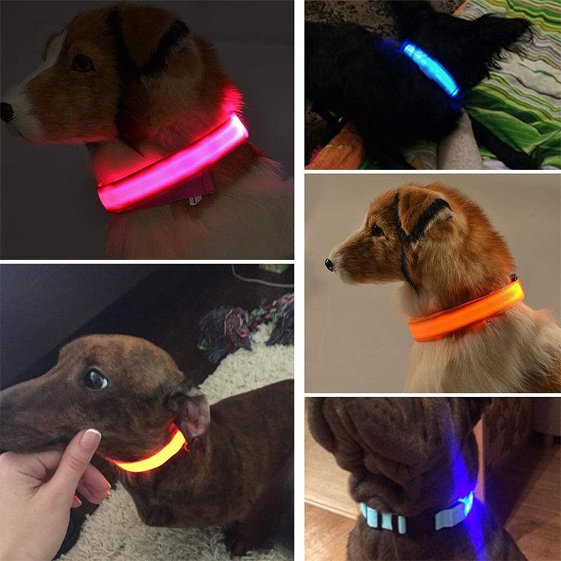 Coleira LED para Cachorro - Carregador USB